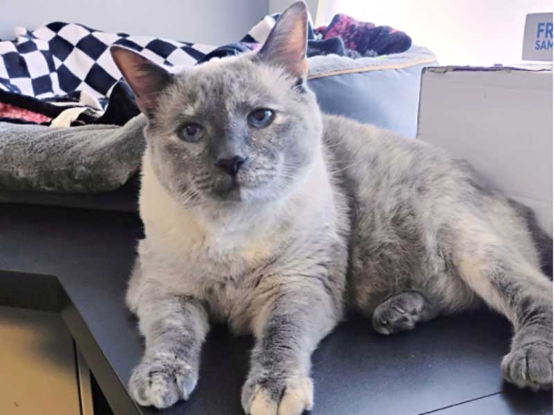 Dog & Cat Veterinarians