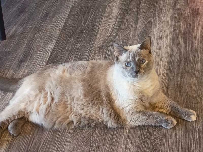 Veterinary Jobs in MD