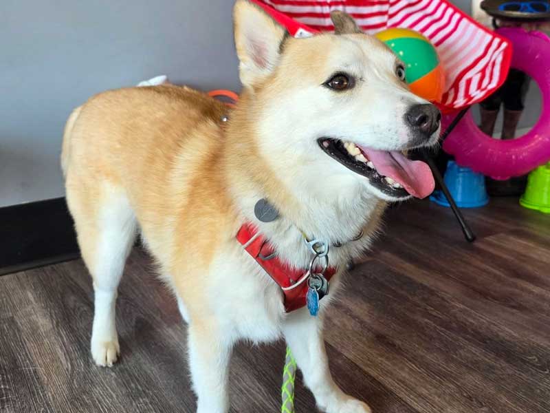 Laurel Pet Health Care